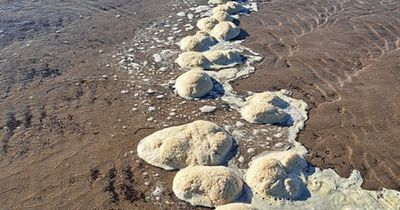 Welsh beach covered in 'weird white brains' leaves people baffled