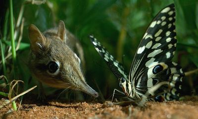 Lights, camera, insects? Invertebrates missing out on starring screen roles