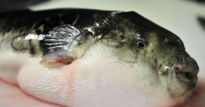 Couple die just hours after frying and eating poisonous pufferfish for lunch