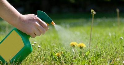 Clever gardeners get rid of weeds growing through gravel with natural hack that costs less than €1