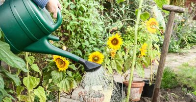 Gardening pro claims we've been killing our plants with common watering mistake