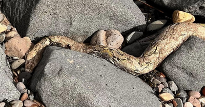 Body of huge dead snake discovered by astonished Scots dog walker on beach near Dundee