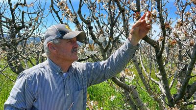 California storms hit beekeepers, but honey outlook's sweet