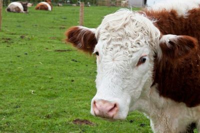 Q1 2023 and Beyond- Animal Proteins