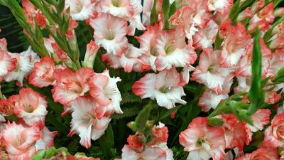 Types of gladioli – 12 top varieties for color and flamboyance