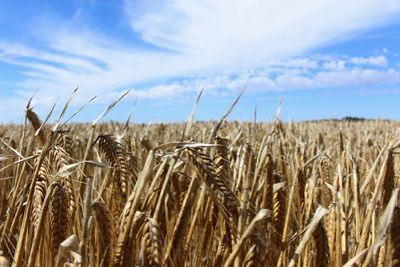 Australia reaches deal with China in barley dispute as trade ties improve