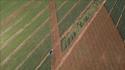 Police destroy $20 million illegal tobacco plantation in central west NSW