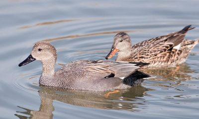 Country diary: The unassuming gadwall deserves a closer look