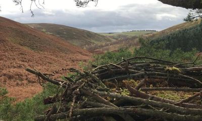 Artificial eyries raise hopes of golden eagles breeding in southern Scotland