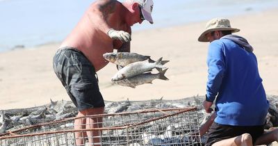 Schools of 'silver' hauled onto beach in east coast mullet run