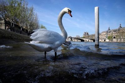 Fancy a dip? An Olympic reboot for Paris' toxic River Seine