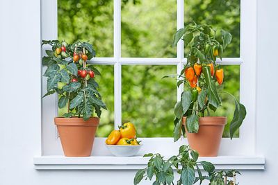 Grow your own salad bar on your windowsill