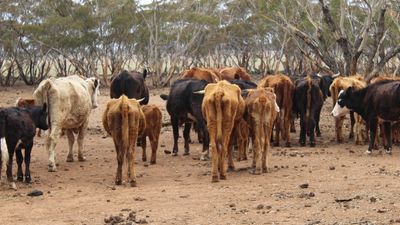 South Australian brothers convicted of mistreatment of livestock found on farms in the Mid North