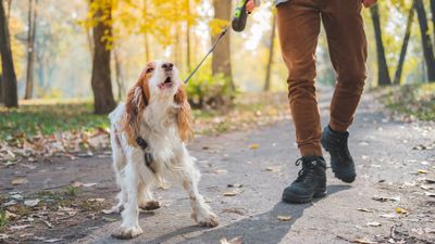 How to calm a reactive dog