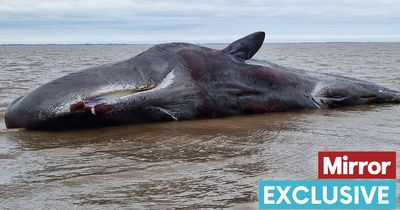 More whales may be headed for fatal strandings on UK beaches, expert warns