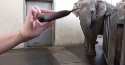 'Picky' elephant learns how to peel her own bananas in amazing video