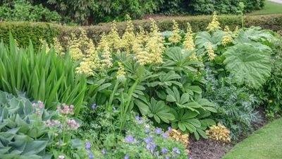 Plants for wet soil – 16 water-loving varieties to grow in tricky places