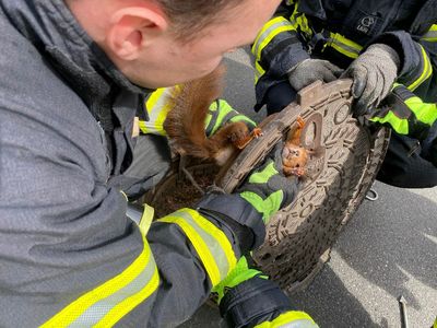 ‘Uncooperative’ squirrel freed from manhole cover