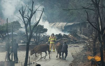 One dead after hundreds flee South Korean wildfire