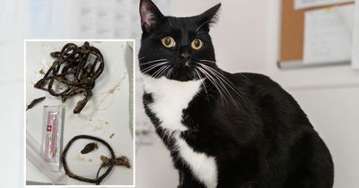 Cat that swallowed 11 elastic hair bobbles is saved by vet with emergency procedure