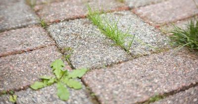 Gardeners use 55p homemade solution to 'instantly kill' stubborn weeds growing through gravel and cracks