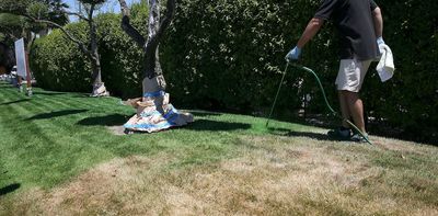 Why more and more Americans are painting their lawns