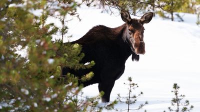 Enraged moose lunges at unlucky skier in Colorado