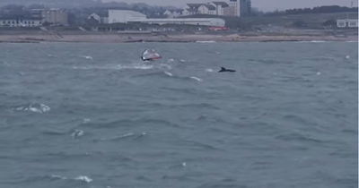 Cheeky dolphins push unsuspecting windsurfer into water at Scots harbour in 'golden' video