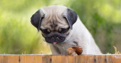 Warning to dog owners over slugs and snails as creatures carry 'fatal parasite'