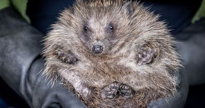 Northumberland sanctuary to release small army of hedgehogs into wild to boost numbers