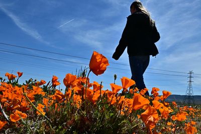 PHOTOS: See the wildflower 'superbloom' happening across California