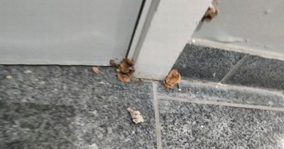 Tenant 'absolutely disgusted' to find MUSHROOMS growing in mould-hit apartment block