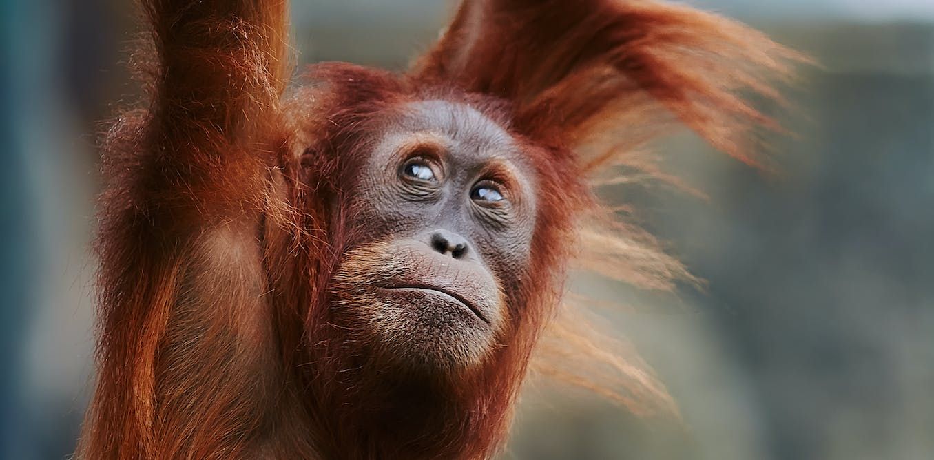 Great apes like to spin themselves dizzy, a lot like…