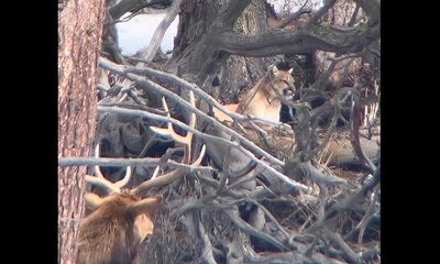 Yellowstone guide captures rare moment shared by cougar, elk