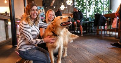 Golden Retriever café to take over Nottingham bar in pop-up event
