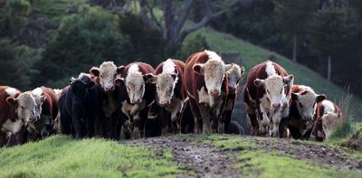 NZ farmers worry about 'carbon leakage' if they have to pay for emissions, but they could benefit from playing the long game