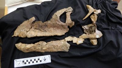 Almost-complete skull of Diamantinasaurus dinosaur discovered in western Queensland reveals ancient secrets