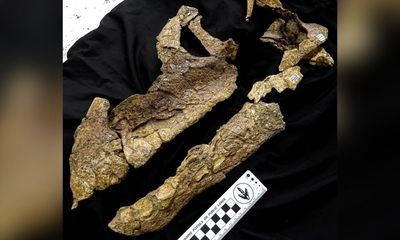 Dinosaur skull found in Queensland belonged to sauropod that roamed almost 100m years ago