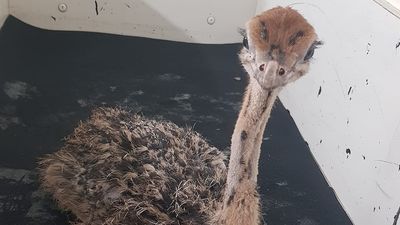 'Grave' fears for stolen ostrich chicks in 'planned, targeted theft' on Winchelsea farm