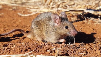 Reports of mice infestations across south-east Australia two years after devastating plague