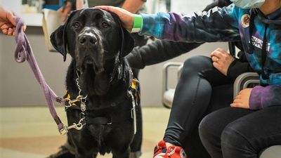 Gilbert the therapy dog at Launceston General Hospital in post-operation therapy