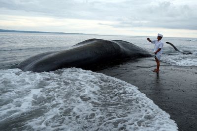 Bali searches for answers after unusual whale strandings