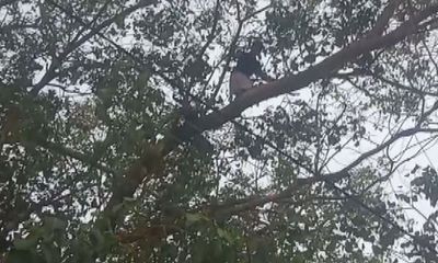 Transgender woman protests 'attack' by climbing tree in Kerala's Aluva