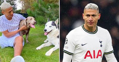 Tottenham star Richarlison 'faces RSPCA investigation' over his dogs following neighbour complaint