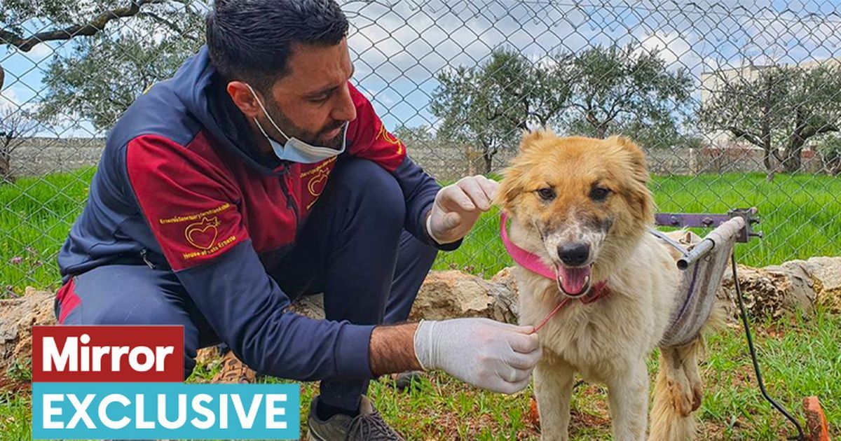 Brave paralysed dog rescued from Syria earthquake gets…