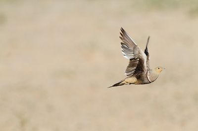 This Bird's Ingenious Survival Skill Could Inspire Revolutionary Technology