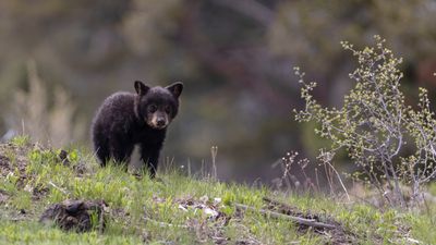 Yellowstone guide captures moment tiny bear cub emerges from den