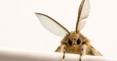 Surge in moth infestations thanks to new shopping trend