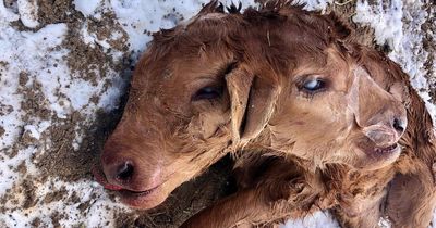 Mutant cow born with TWO heads stuns farmer but tragedy strikes after difficult delivery