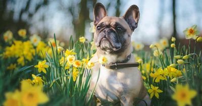 Hay fever symptoms in dogs and what to do if your pet has a pollen allergy